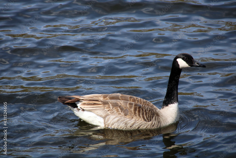 Canadian goose on the water