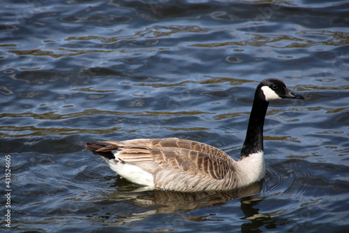 Canadian goose on the water © Susan