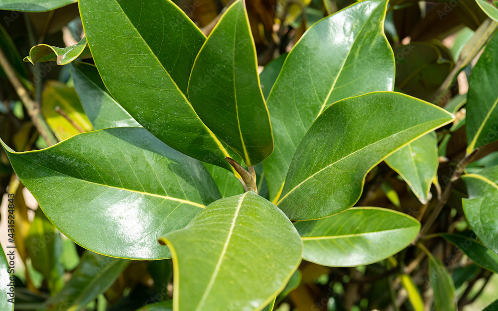 Beautiful magnolia leaves close up Beautiful magnolia leaves close up