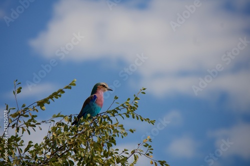 Lilac-breasted Roller (Wild bird) at at Chobe National Park, Notswana