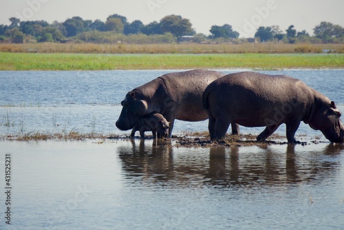 Hippo with young baby at Chobe National Park, Botswana