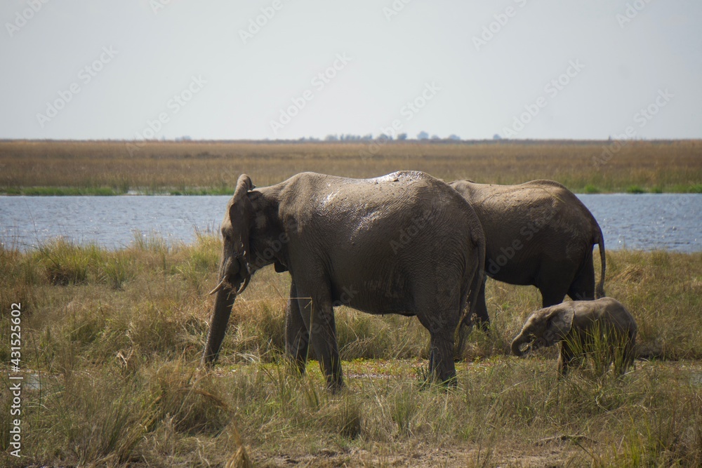 Fototapeta premium elephants with young calve at Chobe National Park, Botswana
