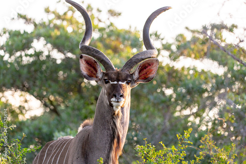 Kudu Bull in Kruger National Park