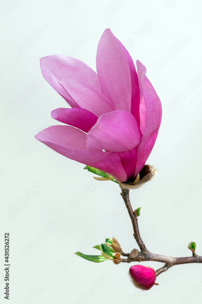 magnolia pink flower white background bloom purple lilac violet