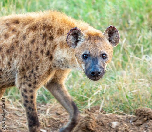 Fotografia, Obraz hyena in wild