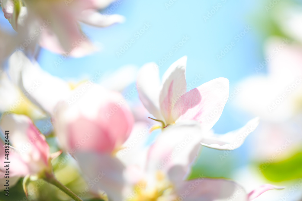 Apple blossoms over blurred nature background. Spring flowers. Spring Background. Apple blossoms over blurred nature background. Spring flowers. Spring Background.