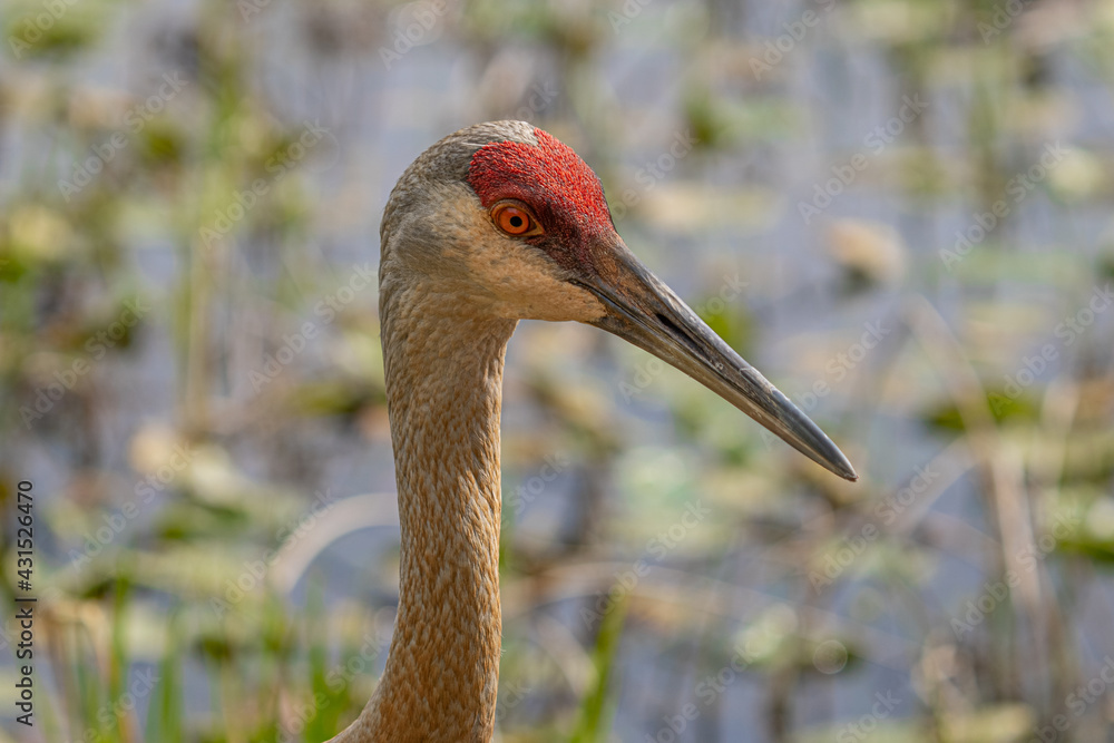 Fototapeta premium young sandhill crane gets a closeup while looking for food on a sunny day