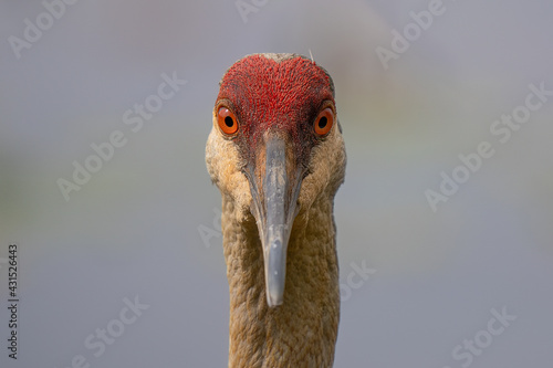 young sandhill crane gets a closeup while looking for food on a sunny day photo