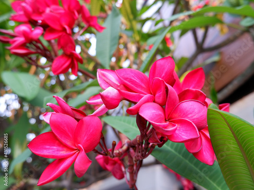 Vivid red plumeria flowers with natural light with no filter