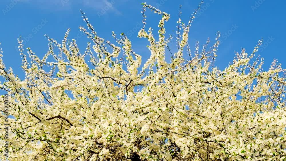 Blooming trees in spring against the background of the sky. Selective focus. Blooming trees in spring against the background of the sky. Selective focus.