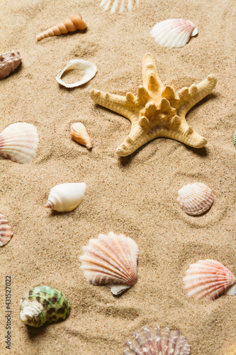 beach, shell, beautiful seashell, starfish, summer, yellow, travel, tourism, ocean, sea, group, holiday, layout, collection, aquatic, background, beautiful, place for text, closeup, colorful, 