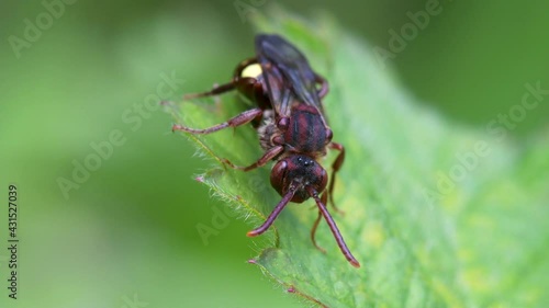 Wallpaper Mural Yellow-shouldered Nomad Bee, Nomada Ferruginata on a leaf Torontodigital.ca