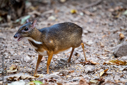 Lesser mouse - deer