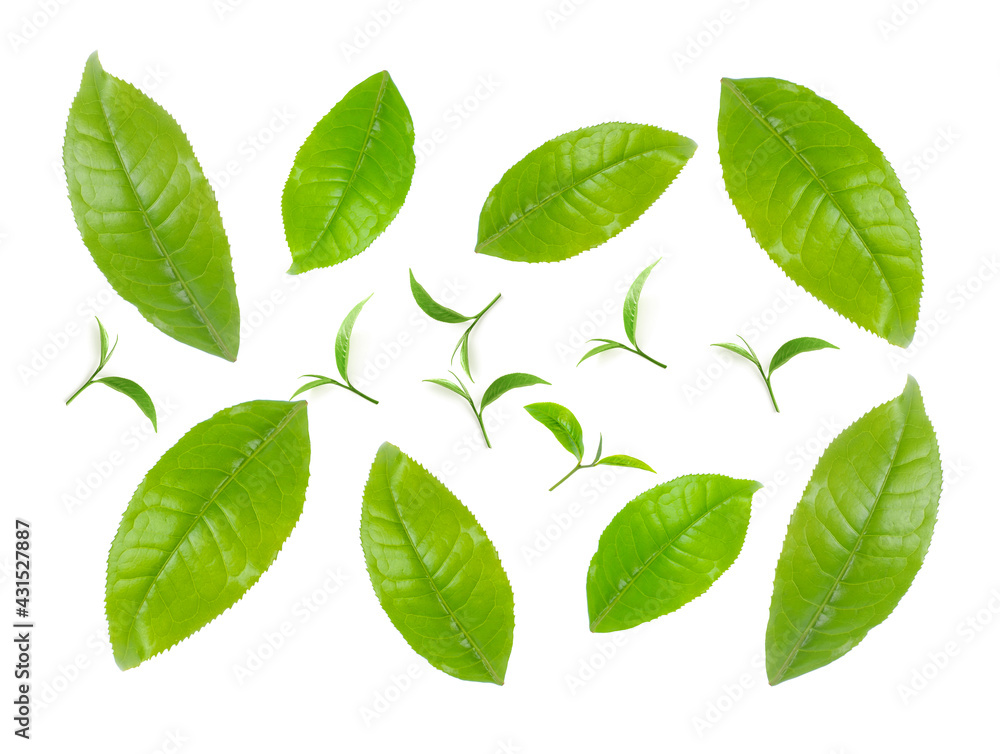 Fototapeta premium Green tea leaf collection isolated on white background