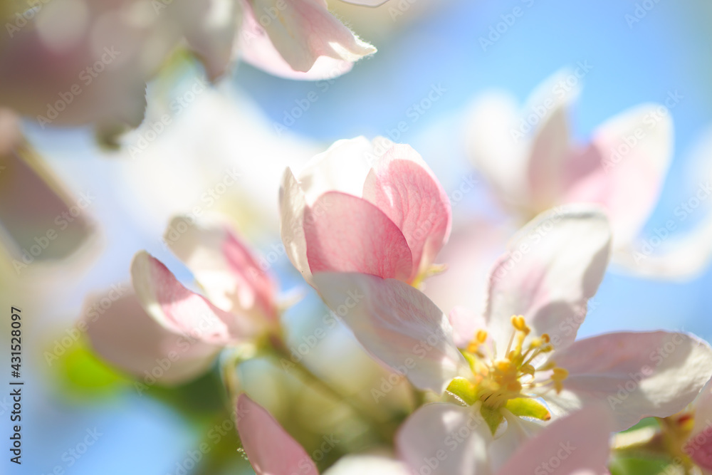 Obraz premium Apple blossoms over blurred nature background. Spring flowers. Spring Background.