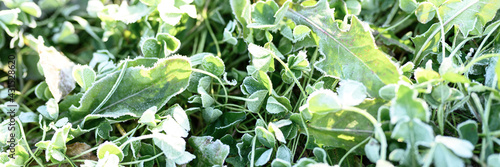 green grass with morning hoarfrost and sunlight in garden, frozen grass with frost on meadow at sunrise. textured pattern of natural background. banner