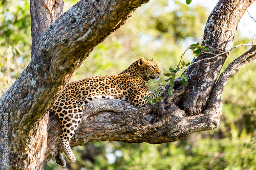 leopard resting on the tree