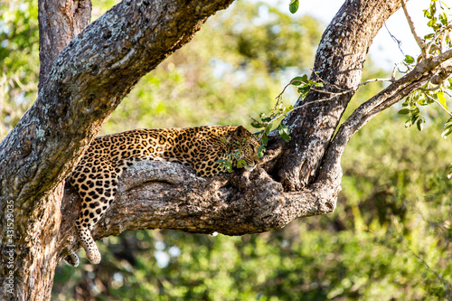leopard resting on tree