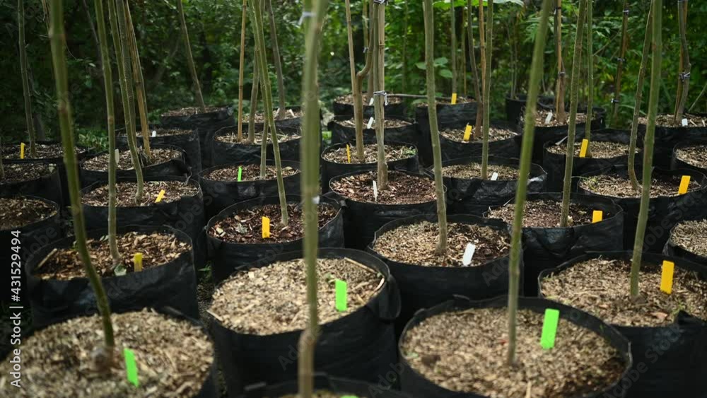 rows of seedlings of young tall trees in plastic black pots or tubs