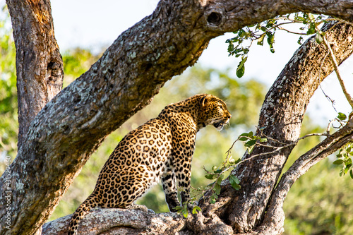 leopard resting on the tree