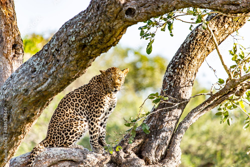 leopard in the tree leopard in the tree
