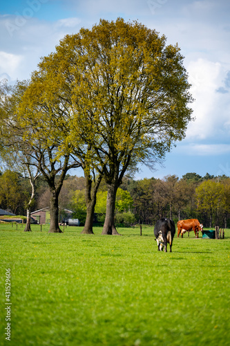 Dutch cows enjoying the spring sun.
