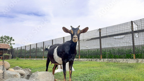 happy nigerian dwarf goat photo