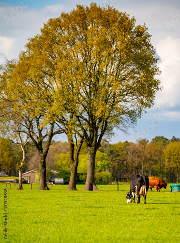 Dutch cows enjoying the spring sun.