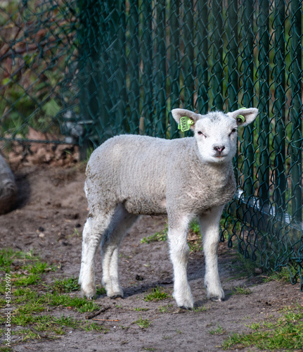 Young lamb enjoying the spring sun