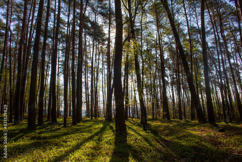 Obraz premium A beautiful view of morning light breaching a row of trees in a forest in Germany and casting shadows across the green moss