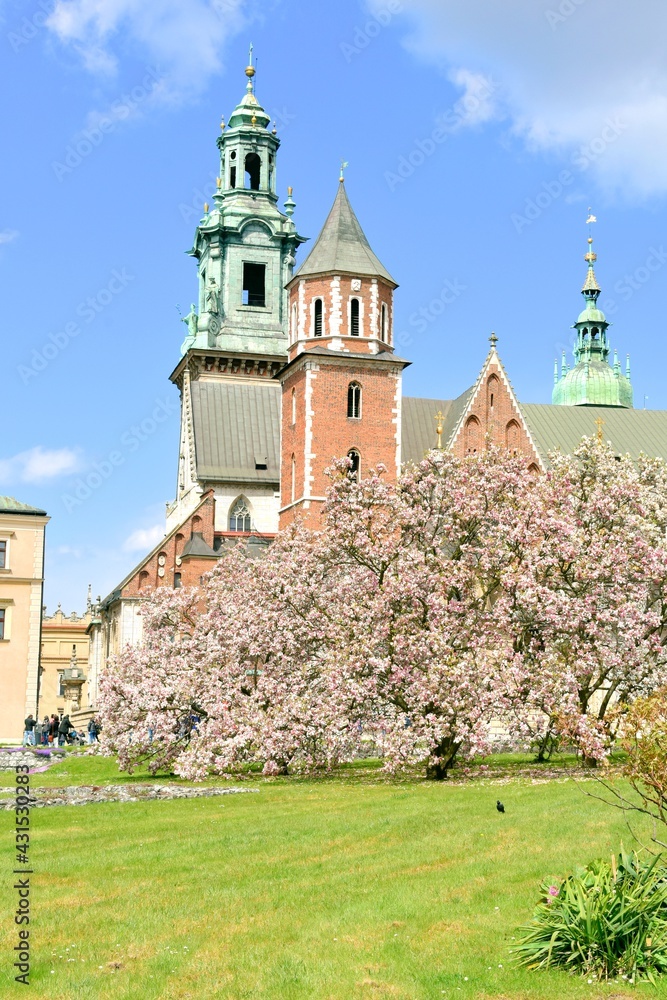 dziedziniec na Wawelu, kwitnąca magnolia, wiosenny dzień, zwiedzanie w Krakowie,