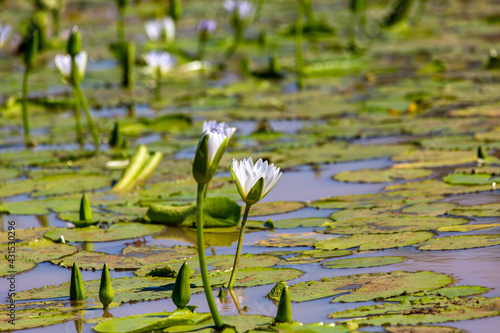 water lilly