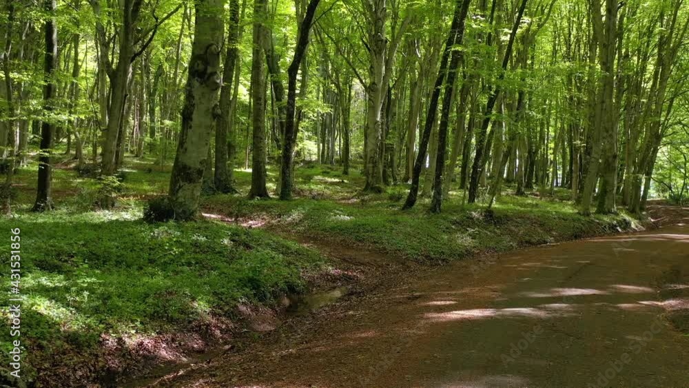 Forest of beech trees in the park of Lake Vico, Viterbo, Lazio, Italy
Aerial shot with drone in the undergrowth of the beech forest of Monti Cimini Forest of beech trees in the park of Lake Vico, Viterbo, Lazio, Italy
Aerial shot with drone in the undergrowth of the beech forest of Monti Cimini