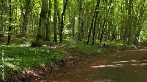 Forest of beech trees in the park of Lake Vico, Viterbo, Lazio, Italy
Aerial shot with drone in the undergrowth of the beech forest of Monti Cimini photo