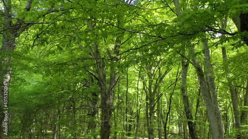 Forest of beech trees in the park of Lake Vico, Viterbo, Lazio, Italy
Aerial shot with drone in the undergrowth of the beech forest of Monti Cimini photo