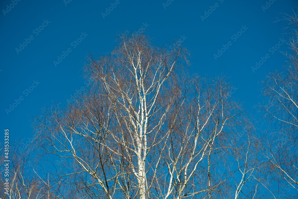 Obraz premium The bare tree branches on the blue sky background