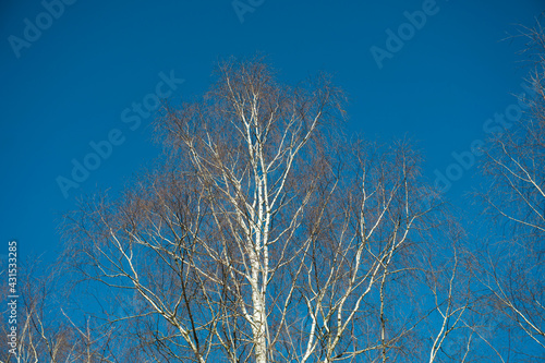 The bare tree branches on the blue sky background