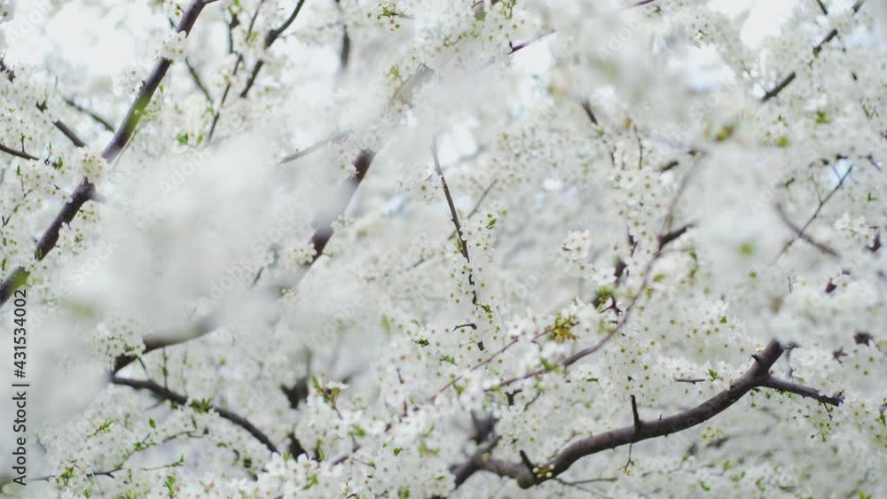 Branches of spring trees blossoming with soft white flowers isolated on gentle light sky background in natural sunlight. Beautiful floral background with copy space. Beauty of nature concept Branches of spring trees blossoming with soft white flowers isolated on gentle light sky background in natural sunlight. Beautiful floral background with copy space. Beauty of nature concept