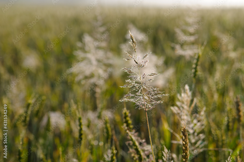 Fototapeta premium Meadow in the dew at dawn closeup