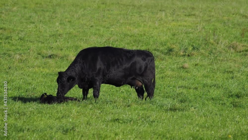 Black angus cow at morning feeding in lush green gras at the Bavarian Alps on a sunny day Black angus cow at morning feeding in lush green gras at the Bavarian Alps on a sunny day