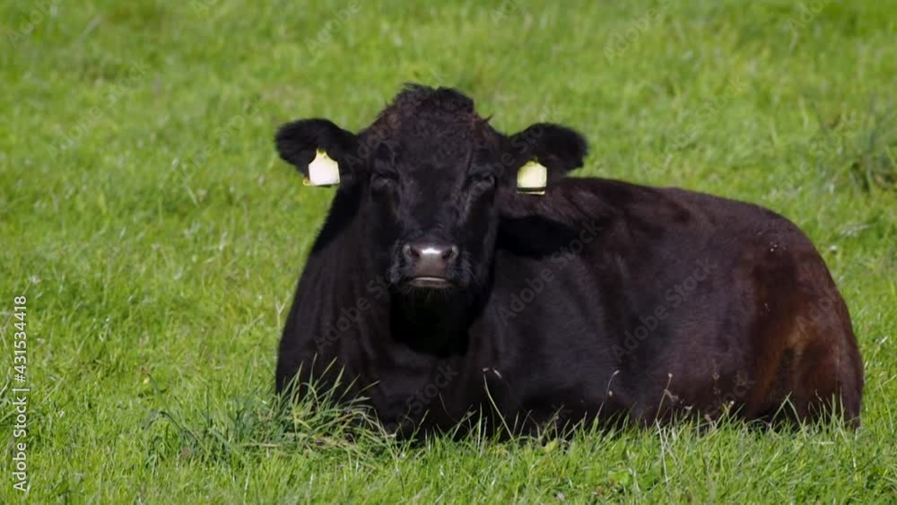 Black Angus Kühe nach Morgen Fütterung entspannt in saftigen grünen Gras in den Bayrischen Alpen an einem sonnigen Tag Black Angus Kühe nach Morgen Fütterung entspannt in saftigen grünen Gras in den Bayrischen Alpen an einem sonnigen Tag