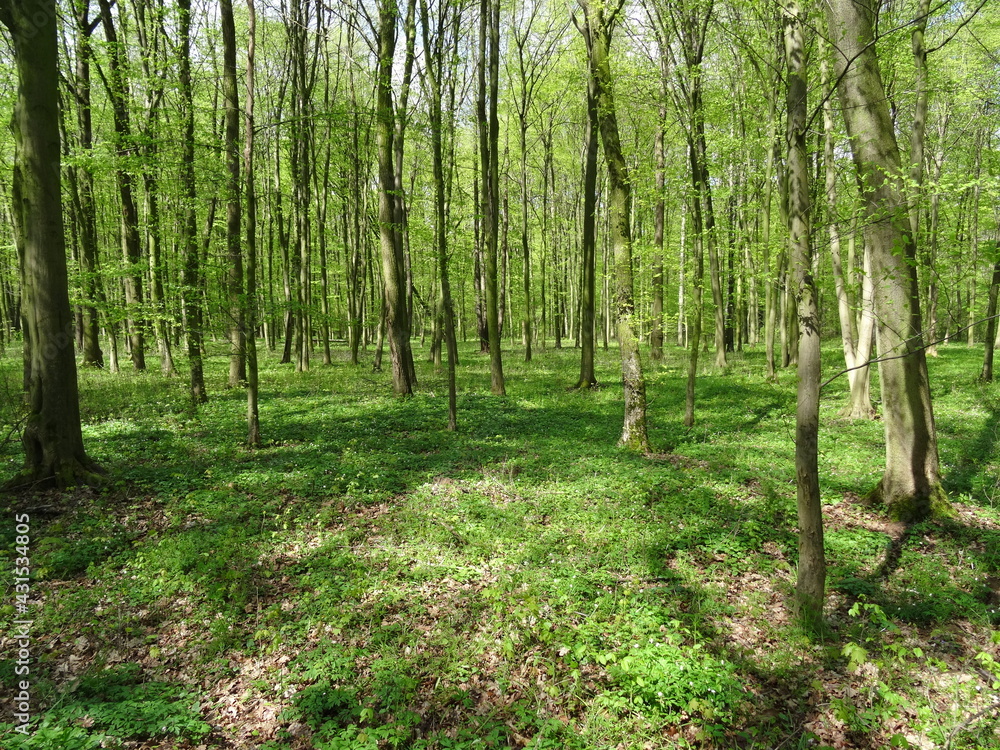 Fototapeta premium Green spring forest in sunlight.