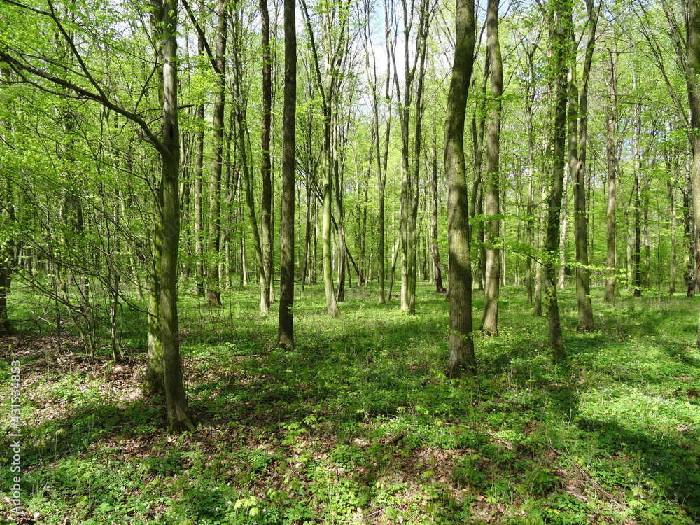 Obraz premium Green spring forest in sunlight.