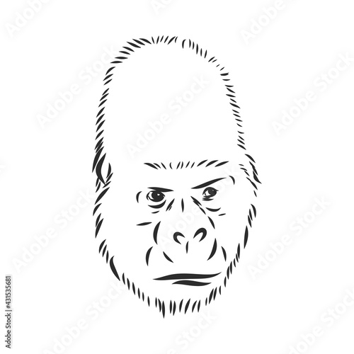 hand drawn vector illustration with a gorilla isolated on a white background