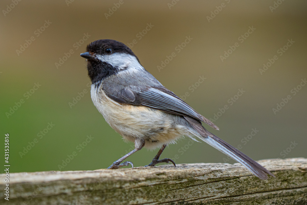 black capped chickadee has landed close and waiting to be fed on a sunny day at the park black capped chickadee has landed close and waiting to be fed on a sunny day at the park