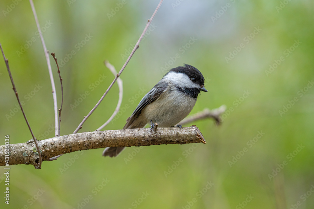 black capped chickadee has landed close and waiting to be fed on a sunny day at the park black capped chickadee has landed close and waiting to be fed on a sunny day at the park