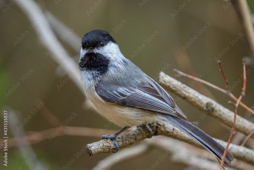 Naklejka premium black capped chickadee has landed close and waiting to be fed on a sunny day at the park