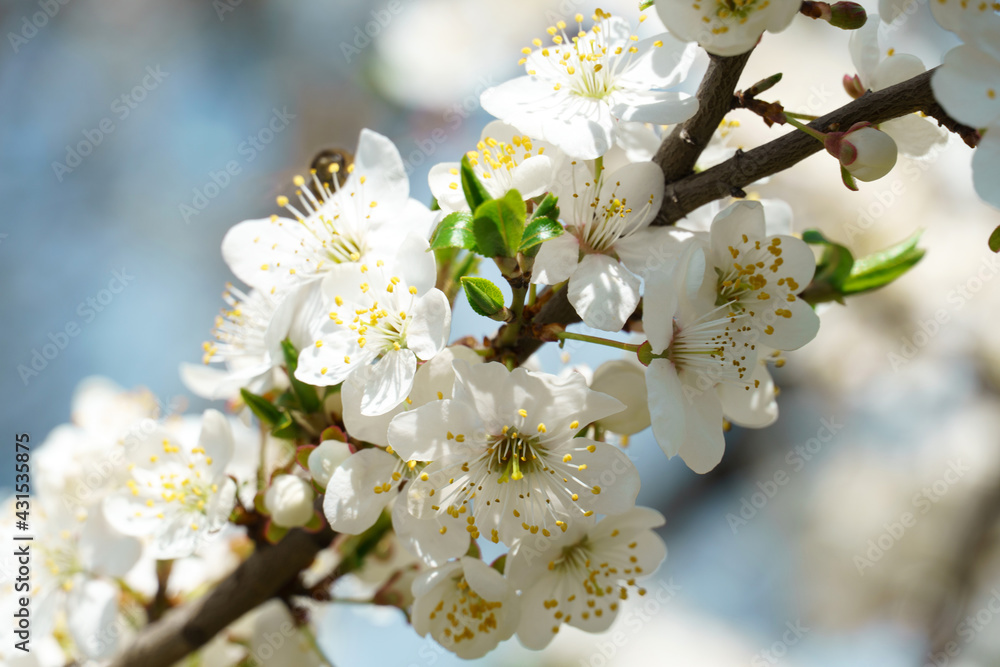 close-up of a branch of an apricot tree. floral pattern, natural background, selective focus