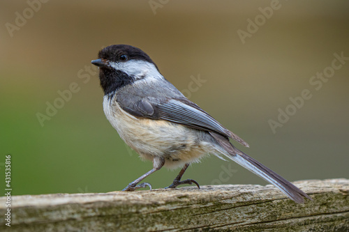 black capped chickadee has landed close and waiting to be fed on a sunny day at the park