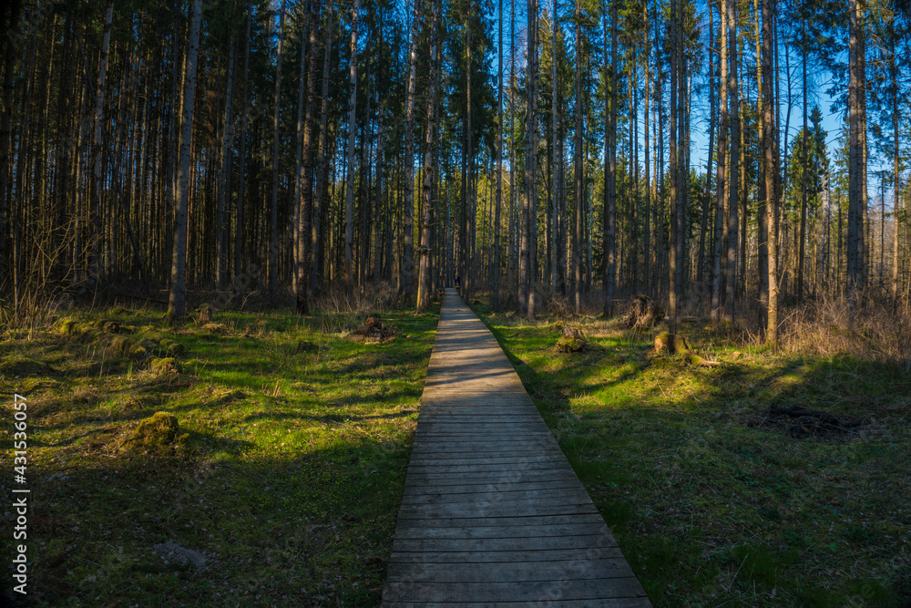 Walking path in raised bog nature trail through pine forest